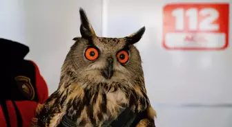 Çorum'da yaralı bulunan puhu tedavi altına alındı