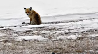 Kars'ta karlı arazide yiyecek arayan yaban hayvanları görüntülendi