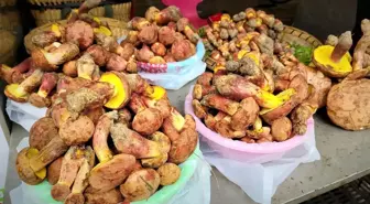 Küçük insancıklar görmeye yol açan mantarın gizemi