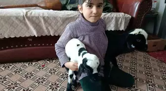 Soğuk hava kuzuları eve taşıdı: Elazığ'da yeni doğan kuzular biberonla besleniyor