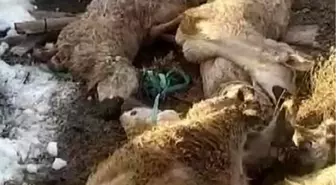 Ahırın çatısı çöktü: 40 koyun 15 kuzu telef oldu