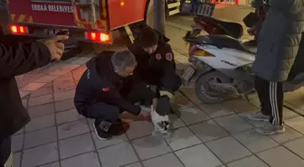 Boş evin balkonunda mahsur kalan kediyi itfaiyeciler kurtardı