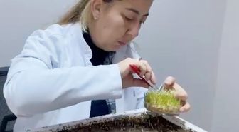 Eksi 21 derece kışa dayanıklı tohum çeşitleri geliştiriyorlar