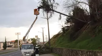 Ordu'da şiddetli rüzgarın devirdiği ağaç elektrik tellerine zarar verdi