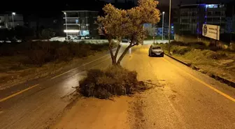 Sel suları kökünden söktüğü zeytin ağacını yola sürükledi