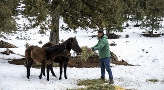 Toros Dağları'ndaki yılkı atlarına yiyecek desteği