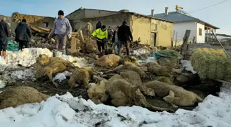 Üzerinde kar biriken ağıl çöktü, 40 koyun öldü