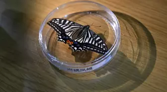 Albüm: Çin'in Uzay Deneyinde Kozasından Çıkan Kelebek, Uzayda Yaşam Araştırmalarına Dair Önemli Veriler Sundu