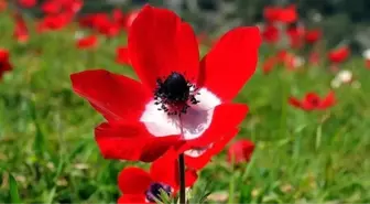 Cemre ne zaman düşecek? 2026 ilk cemre nereye düşecek, Cemre havaya, suya, toprağa düşme tarihleri hangileri?