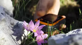 Antalya'da Karasal Orkidelerin Kaçak Sökülmesi Biyolojik Çeşitliliği Tehdit Ediyor