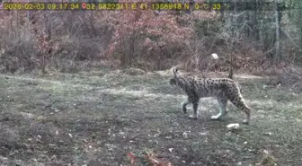 Karabük'te fotokapanla vaşak ve karaca görüntülendi
