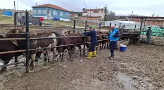 Kütahya'da ithal besilik sığırların aşılama ve sağlık kontrolleri yapıldı