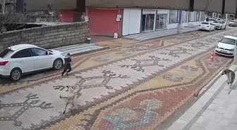 Mardin'de sokak köpeklerinin saldırdığı çocuğu esnaf kurtardı