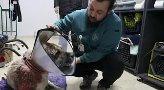 Sivas'ta Kangal köpeğine tümör ameliyatı