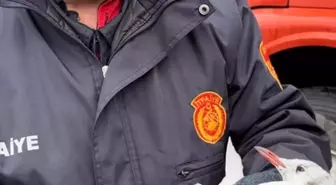 Zonguldak'ta kanadı elektrik teline takılan martı kurtarıldı