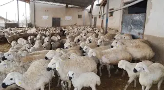 'Aksaray'da, 1 milyon küçükbaş varlığı var'