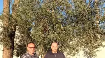 Burhaniye'de yağmurlar zeytincileri sevindirdi