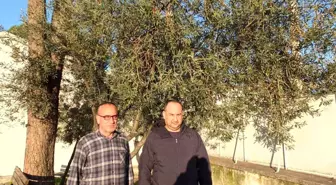 Burhaniye'de yağmurlar zeytincileri sevindirdi