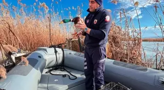 Bursa'da kaçak avcılara 431 bin 979 lira idari para cezası kesildi