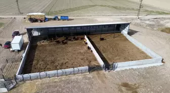 Genç girişimci devletten aldığı destekle besi çiftliği kurdu