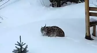 Gümüşhane'de bir evin bahçesinde vaşak görüntülendi