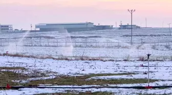 Karla kaplı arazide kaçak elektrikle sulama