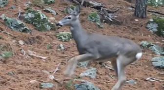 Ormanda dolaşan karaca fotokapanla görüntülendi