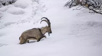 Tunceli'de kar ve soğuk hava yaban hayvanlarının yiyecek bulmasını zorlaştırıyor