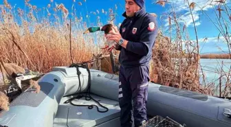 Uluabat Gölü'nde usulsüz avlananlara 431 bin TL ceza