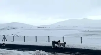 Ağrı'da başıboş sokak köpekleri tehlike saçıyor