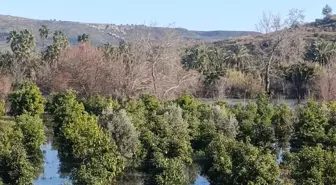 Irmak taştı, şantiye ile narenciye bahçelerini su bastı