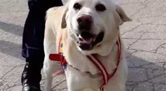 Jandarmanın hassas burnu 'Medyum' 10 yıllık mesaisini tamamladı