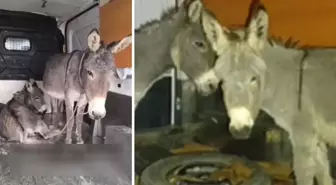 Tecavüze uğrayan eşek ve yavrusu koruma altına alındı