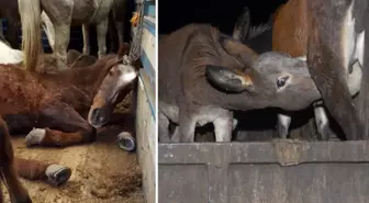 Vatandaşa et ve eşek eti yedirilen ilde ekipler teyakkuza geçti