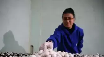 Adana'da liselilerin yetiştirdiği mantarlar okulun pansiyonunda tüketiliyor