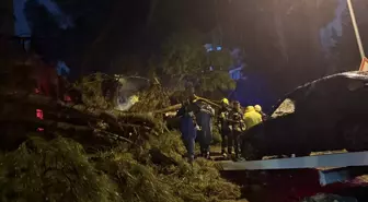 Aydın'da ağacın otomobilin üzerine devrilmesi sonucu 2 kişi yaralandı