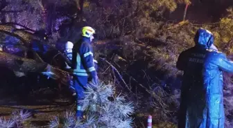 Aydın'da seyir halindeki otomobilin üzerine ağaç devrildi; çift yaralandı