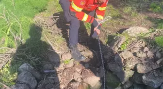 Bodrum'da kuyuya düşen buzağı kurtarıldı