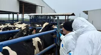 Edirne'den kısa kısa