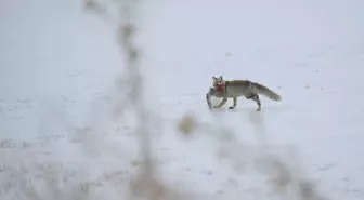 Erzurum, Kars, Ardahan ve Ağrı'da kar yağışı etkili oldu