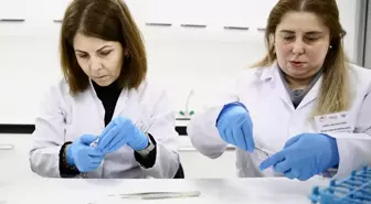 Fındık Araştırma Enstitüsü bu yıl 500 bin samuray arısı üretecek