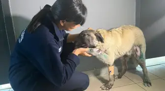 Kamyonete bağlanarak sürüklenen köpek kurtarıldı