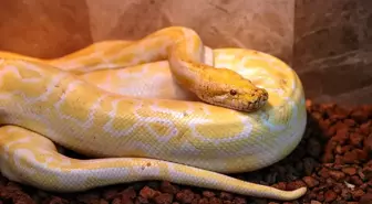 Konya'da albino burma pitonuna doğal yaşam şartlarına yakın bir ortamda bakılıyor