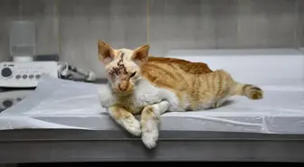 Köpek saldırısına uğrayan kedinin kırılan kafatasına implant yerleştirildi