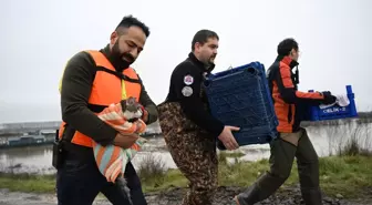 Meriç Nehri'nin taştığı bölgede mahsur kalan hayvanlar kurtarıldı