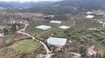 Mersin'de serada yetiştirilen erik ağaçları çiçeklendi