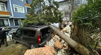 Samsun'da şiddetli rüzgar nedeniyle devrilen ağaçlar 3 araca zarar verdi