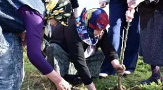 Sinop'ta kuşaklar arası gönül köprüsü fidanlarla kuruldu
