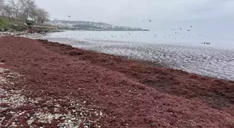 Tekirdağ'da poyraz nedeniyle sahilin bir kısmı kırmızı yosunla kaplandı
