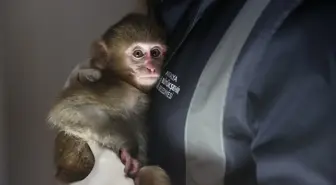 Uyuşturucu şüphelilerinin elinden kurtarılan maymun yavrusu 'Portakal'a özenle bakılıyor